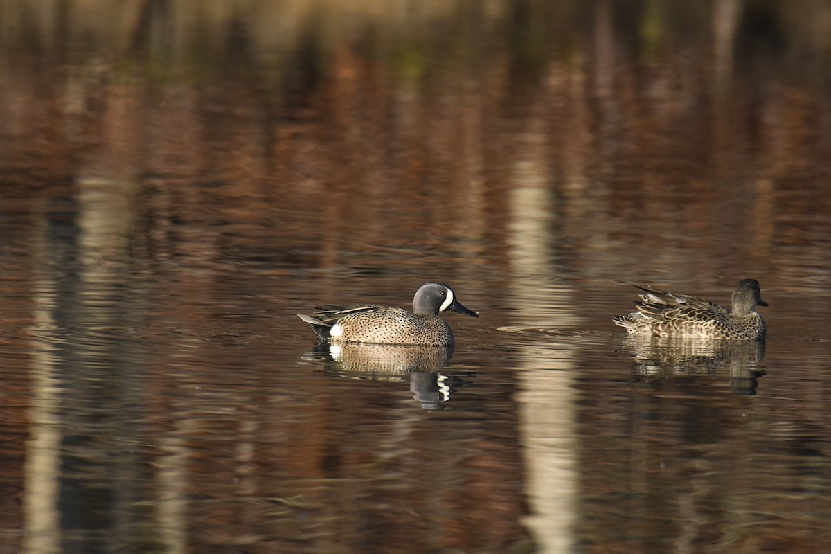 Чирянка блакитнокрила - ML646112801