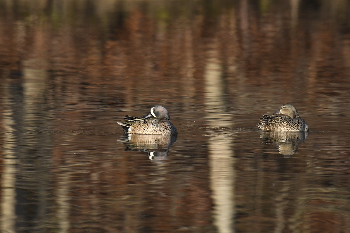 Чирянка блакитнокрила - ML646112802