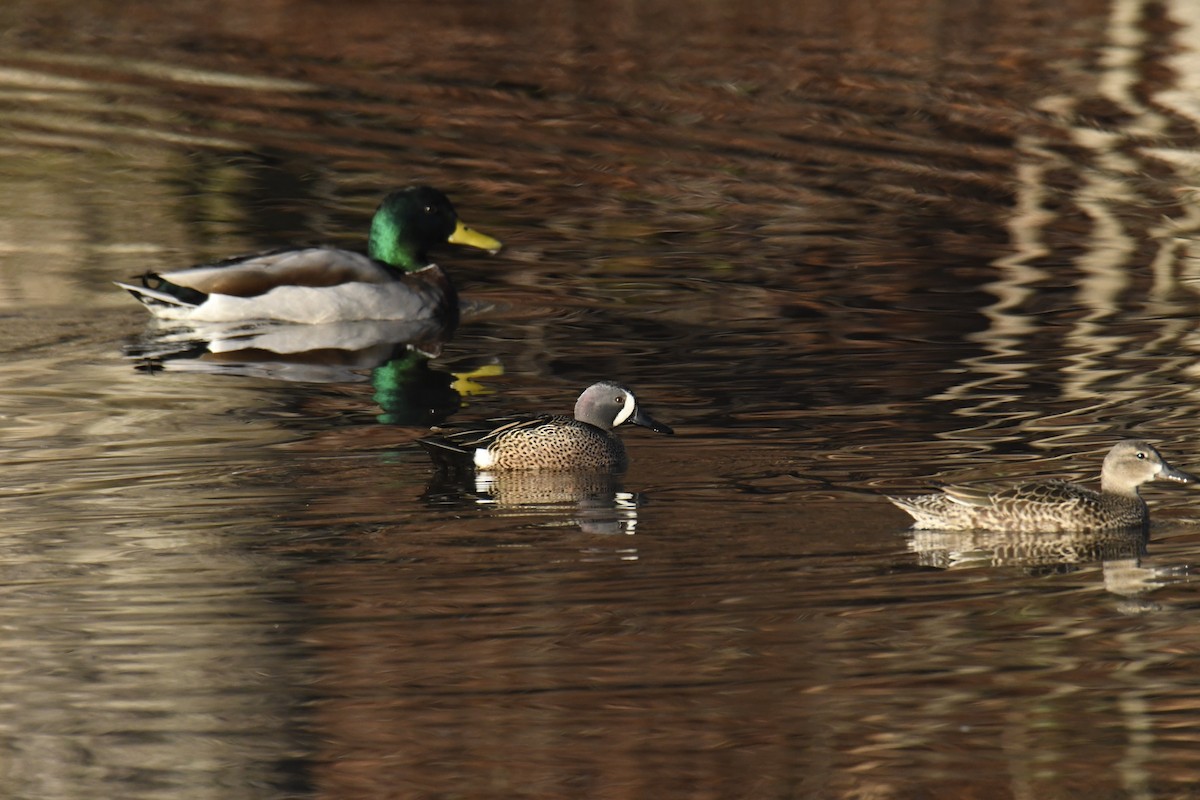 Чирянка блакитнокрила - ML646112803