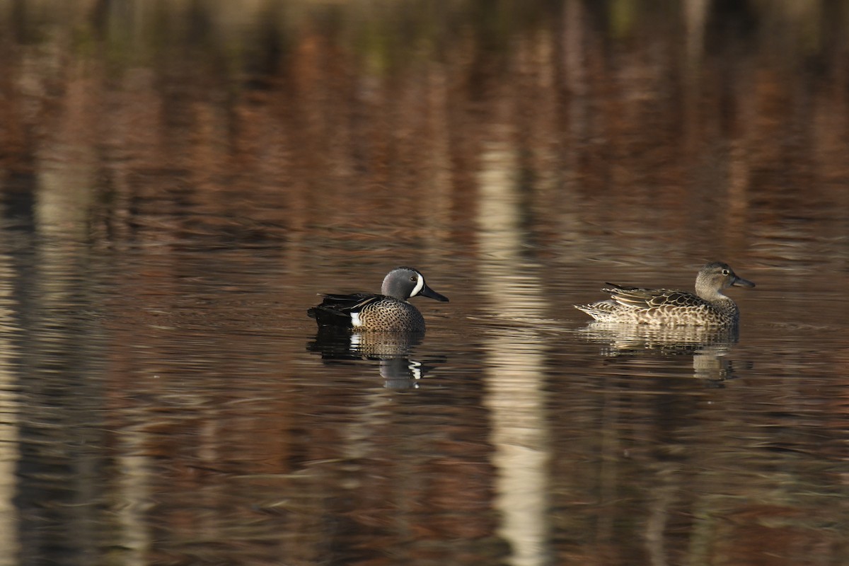 Чирянка блакитнокрила - ML646112805