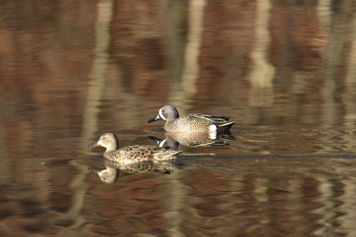 Чирянка блакитнокрила - ML646112806