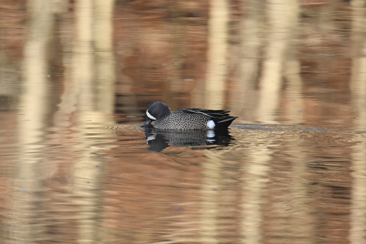 Чирянка блакитнокрила - ML646112807