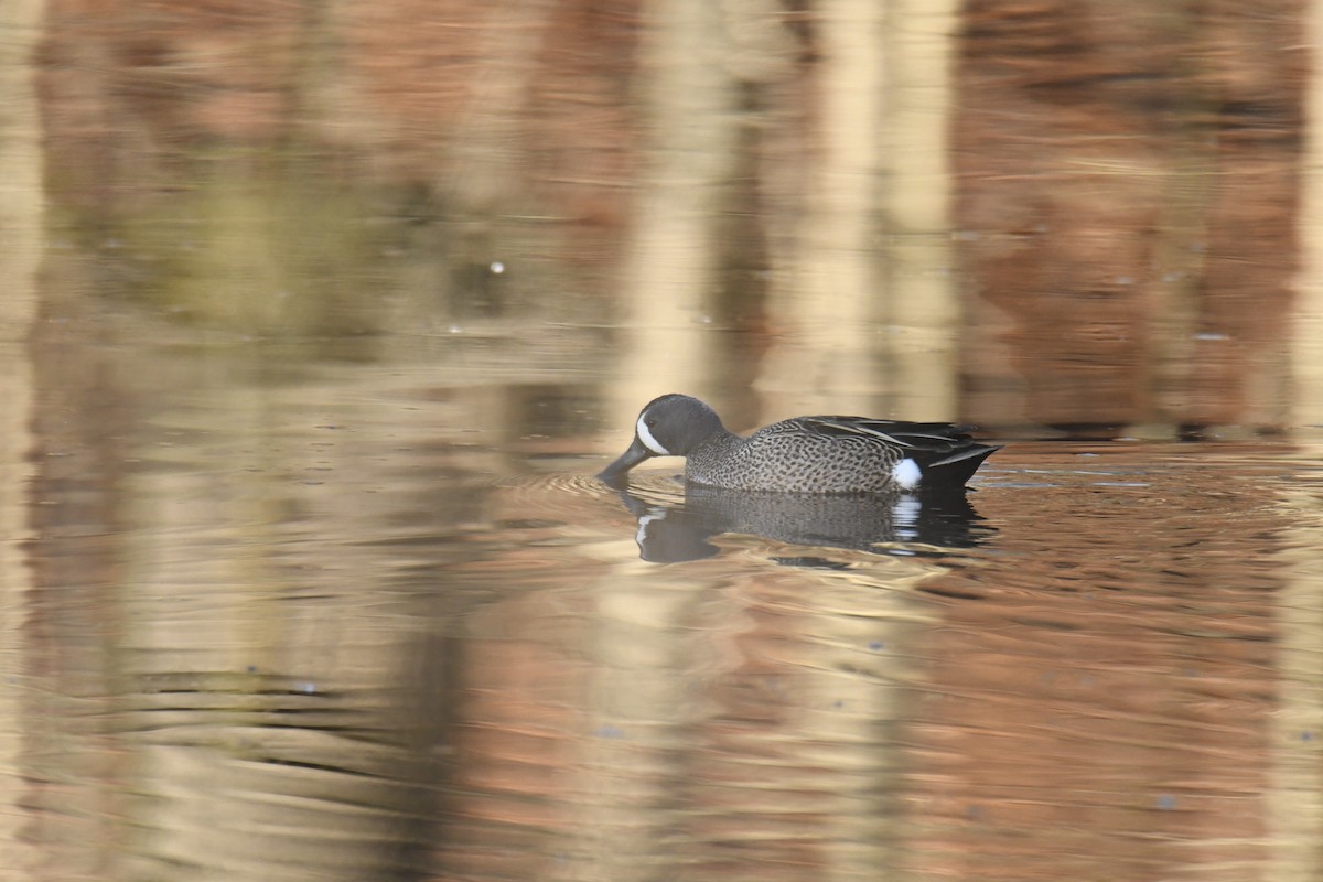 Чирянка блакитнокрила - ML646112810