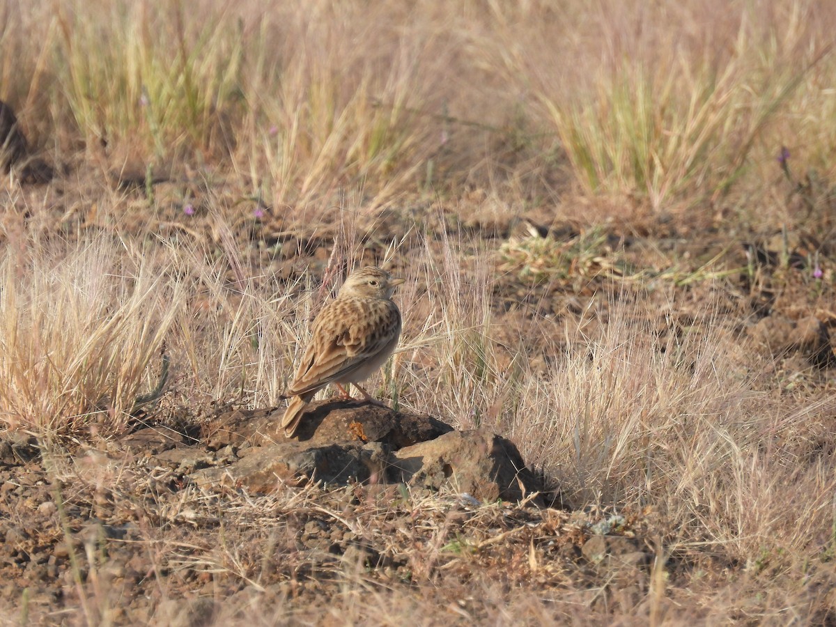 Mongolian Short-toed Lark - ML646112812