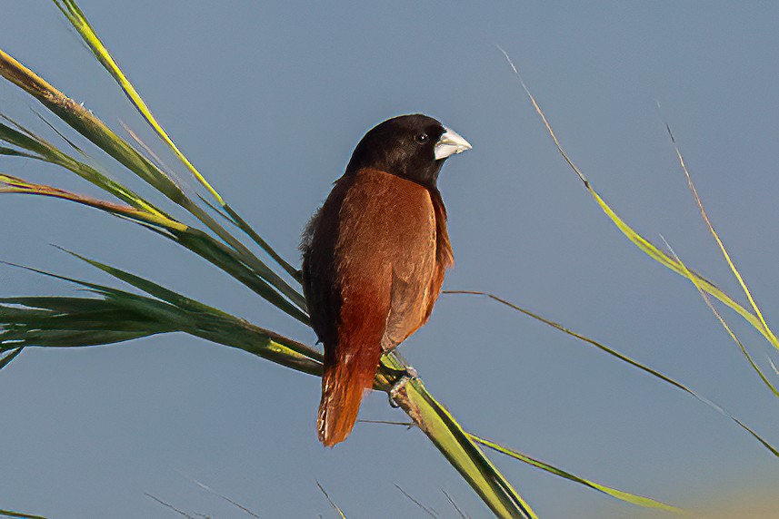 キンパラ - ML646112813