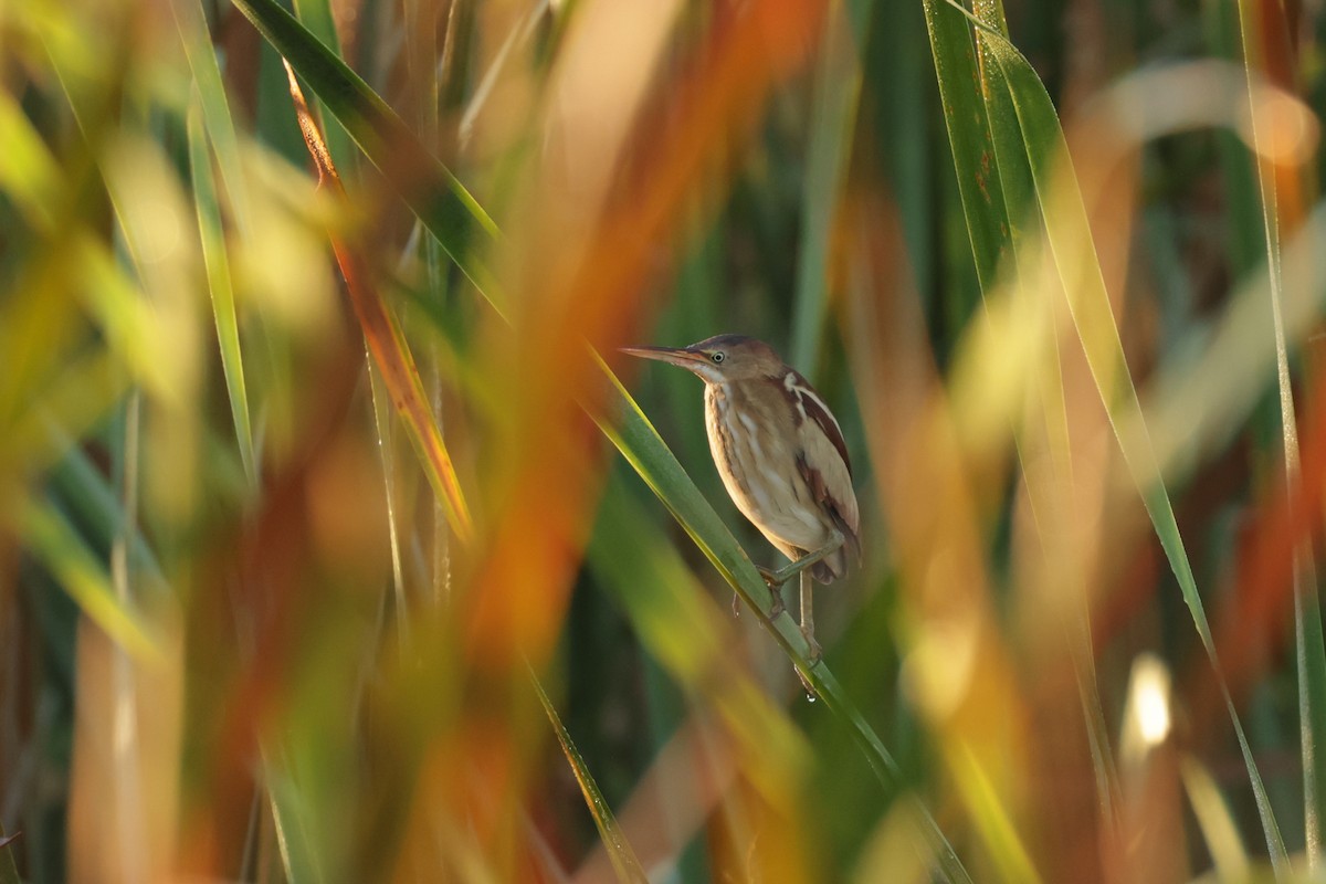 Least Bittern - ML646112819