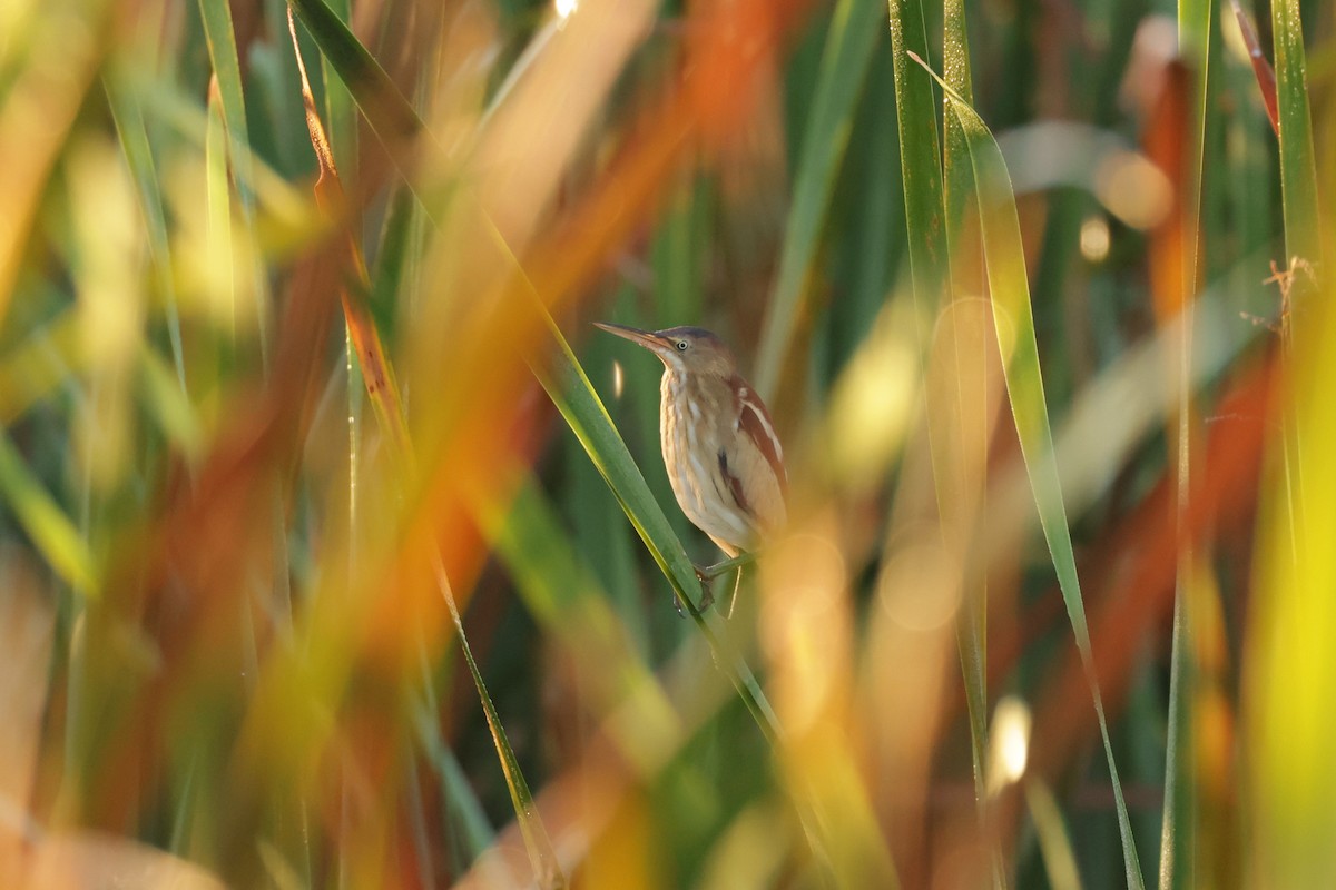 Least Bittern - ML646112820