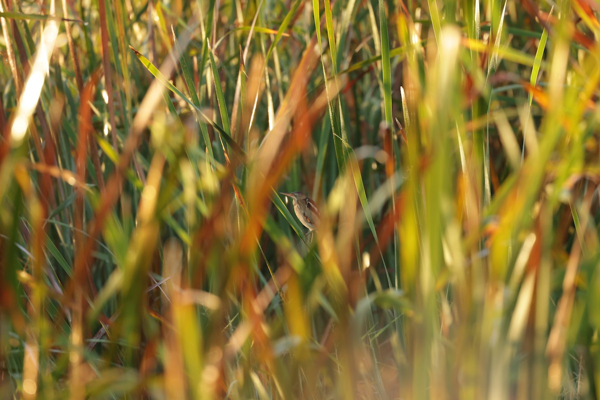 Least Bittern - ML646112821