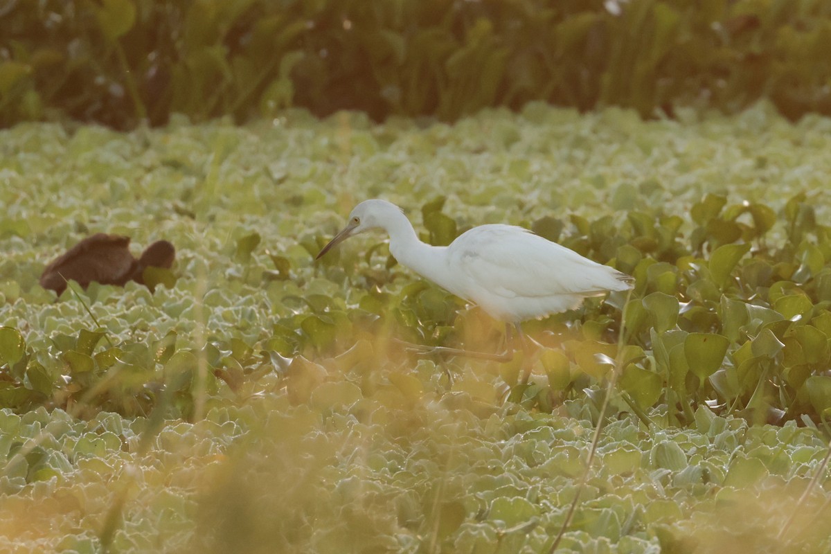 Little Blue Heron - ML646112822