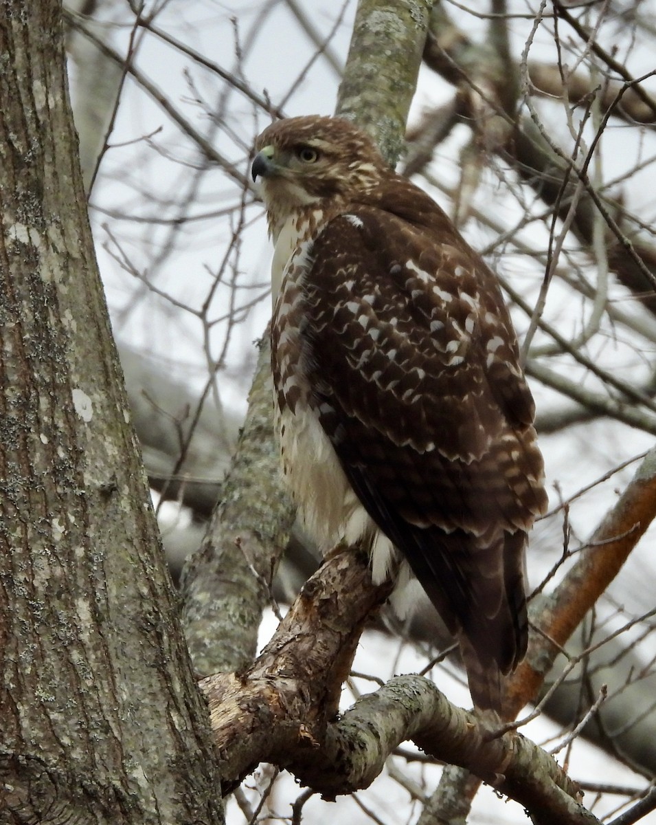 Red-tailed Hawk - ML646112827