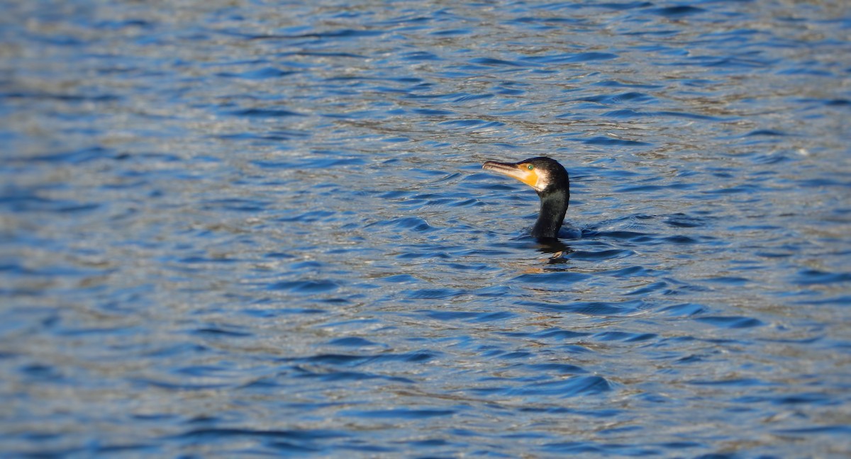 Great Cormorant - ML646112829