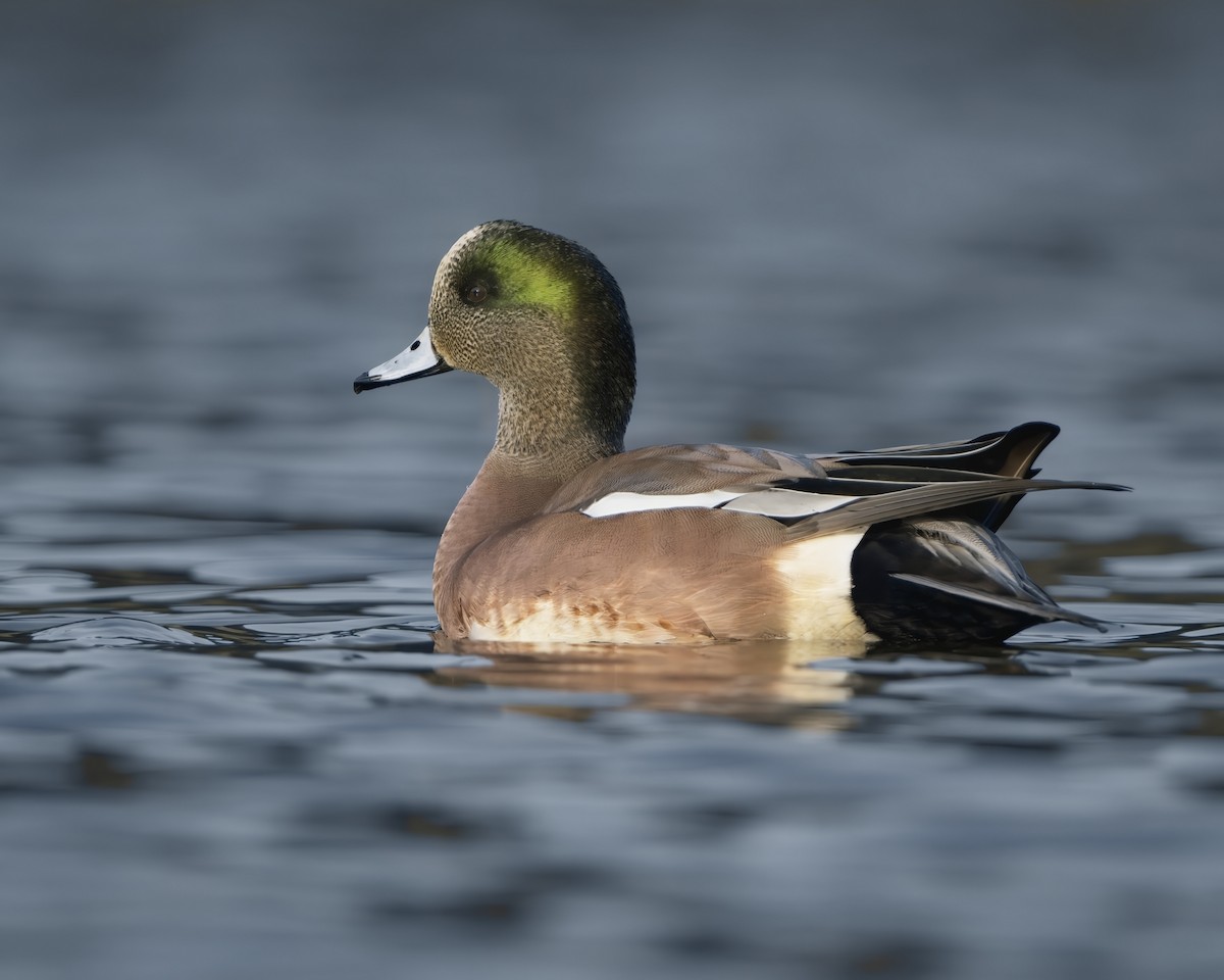 American Wigeon - ML646112845