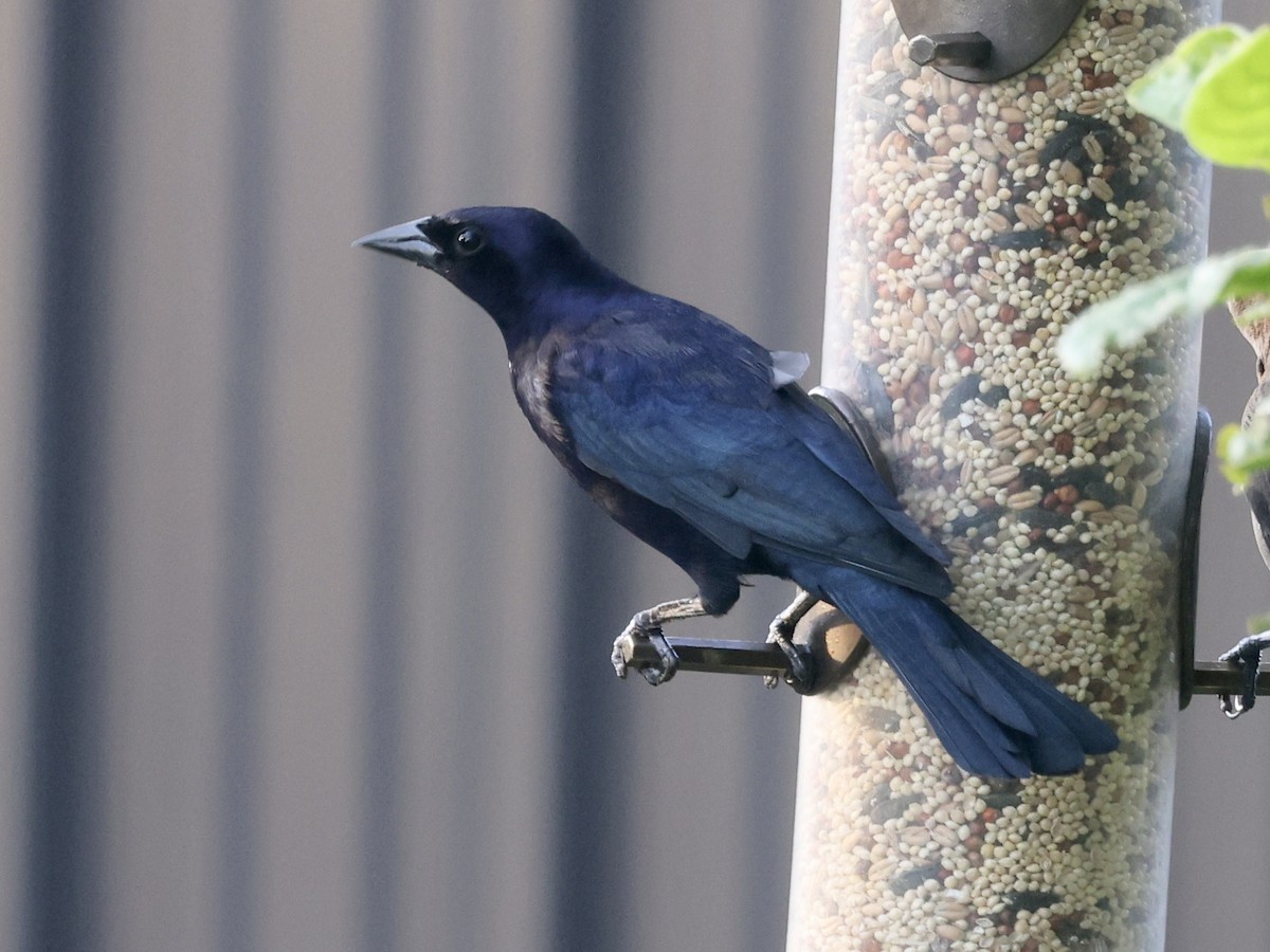 Shiny Cowbird - ML646112848