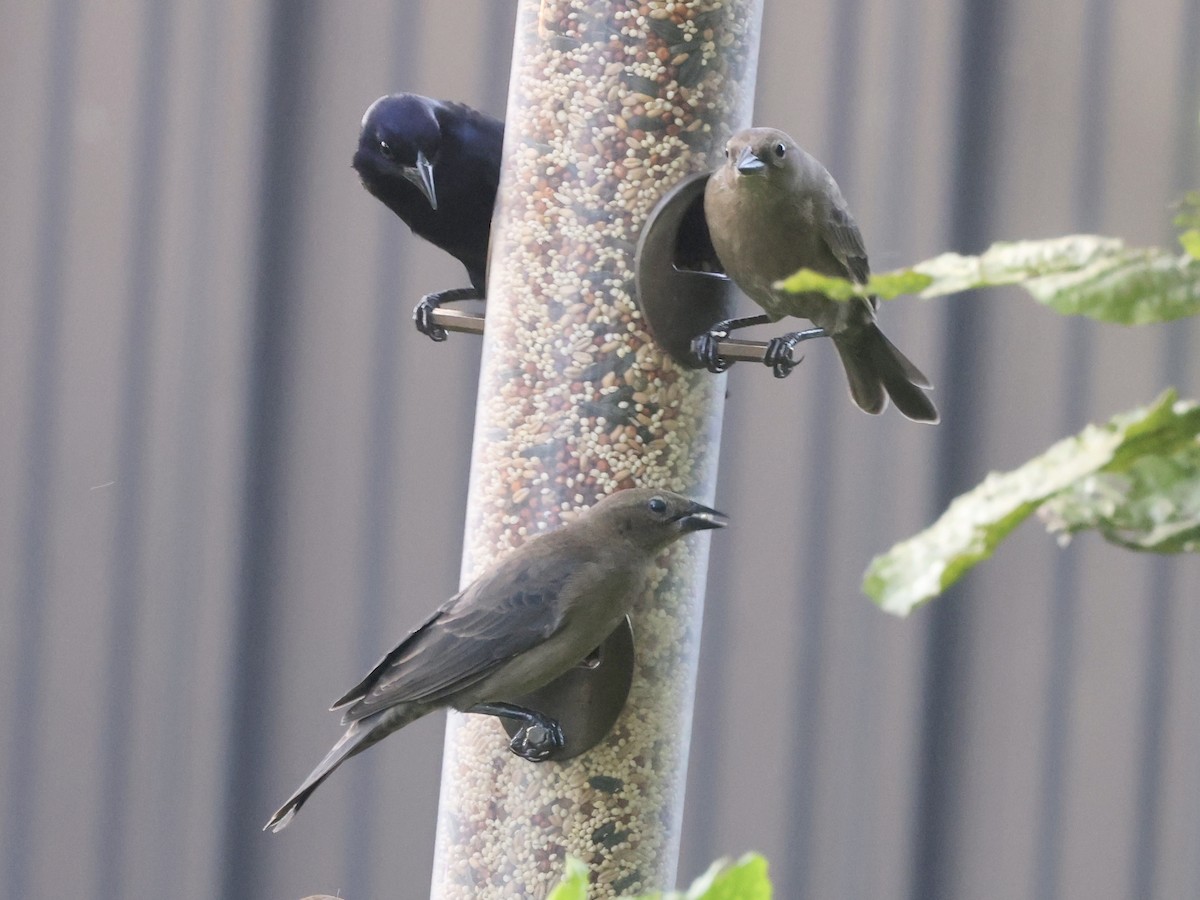 Shiny Cowbird - ML646112851