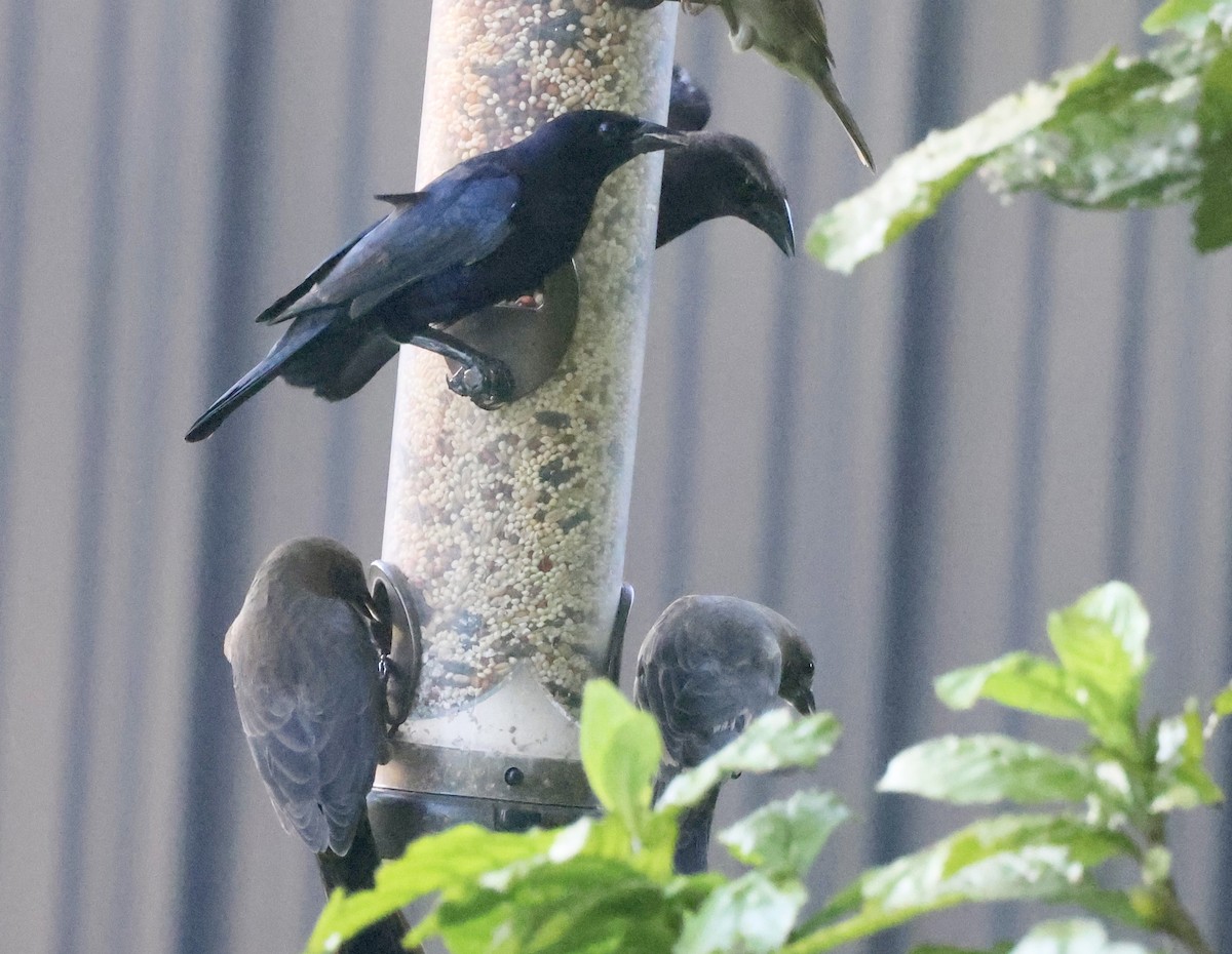 Shiny Cowbird - ML646112852