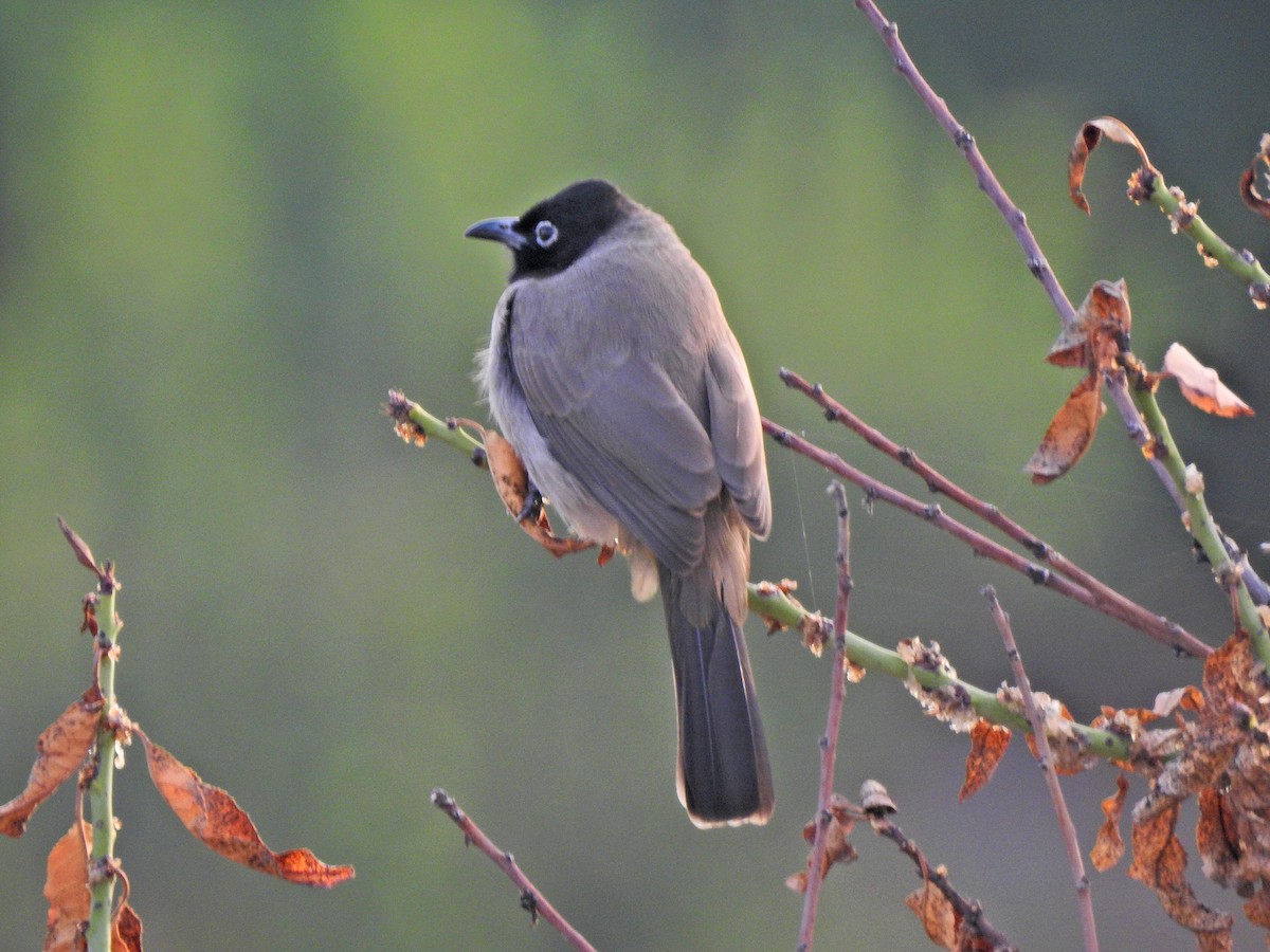 Gelbsteißbülbül - ML646112857