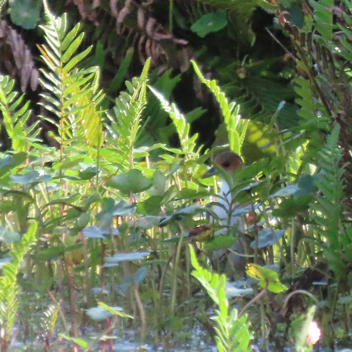 Rufous-sided Crake - ML646112860