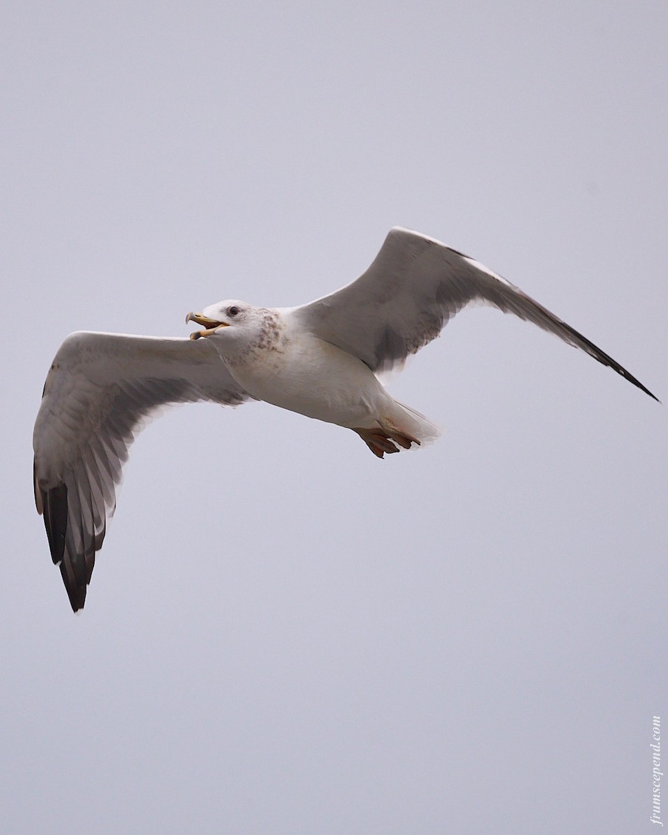 Common Gull - ML646112862
