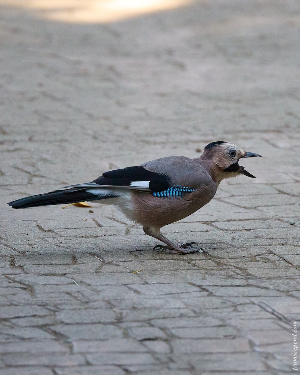 Eurasian Jay - ML646112864