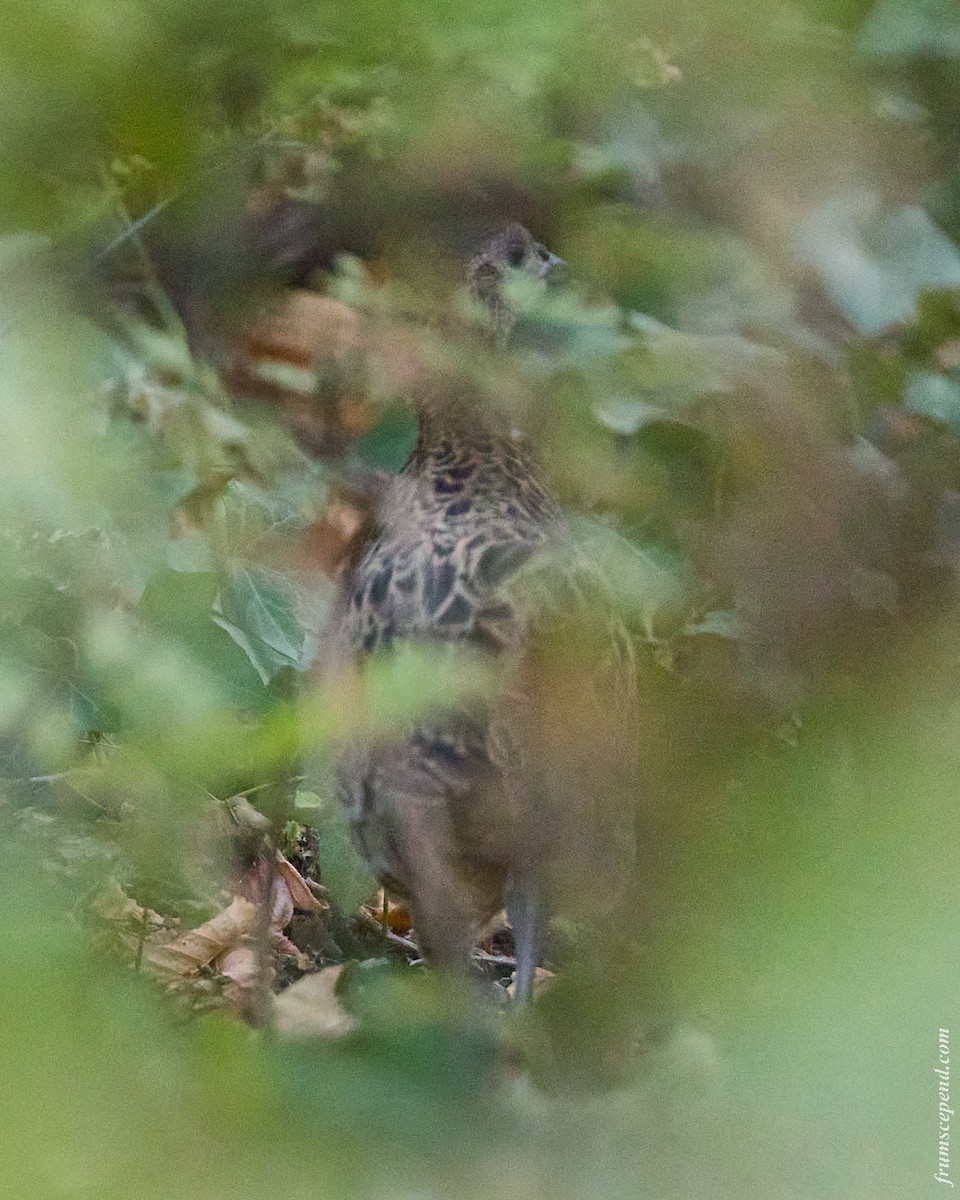 Ring-necked Pheasant - ML646112871