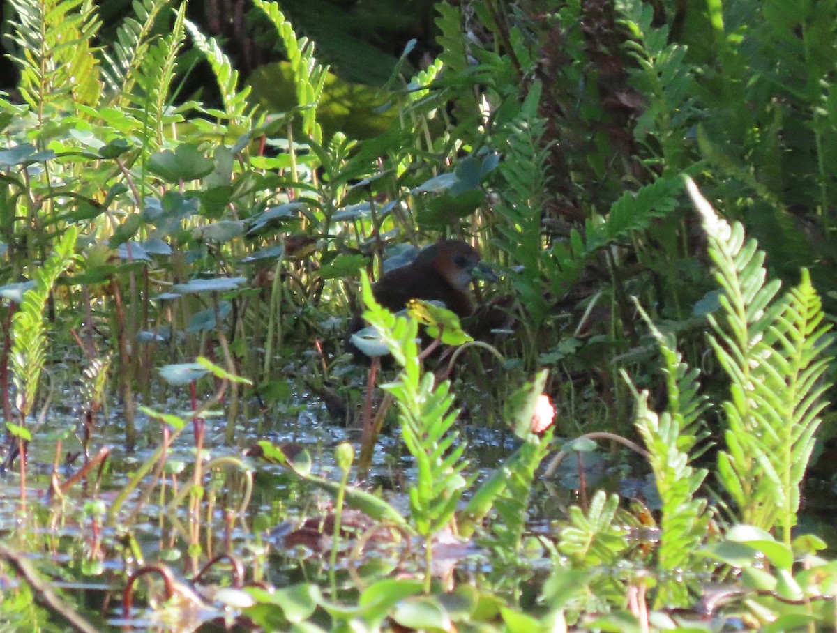 Rufous-sided Crake - ML646112872