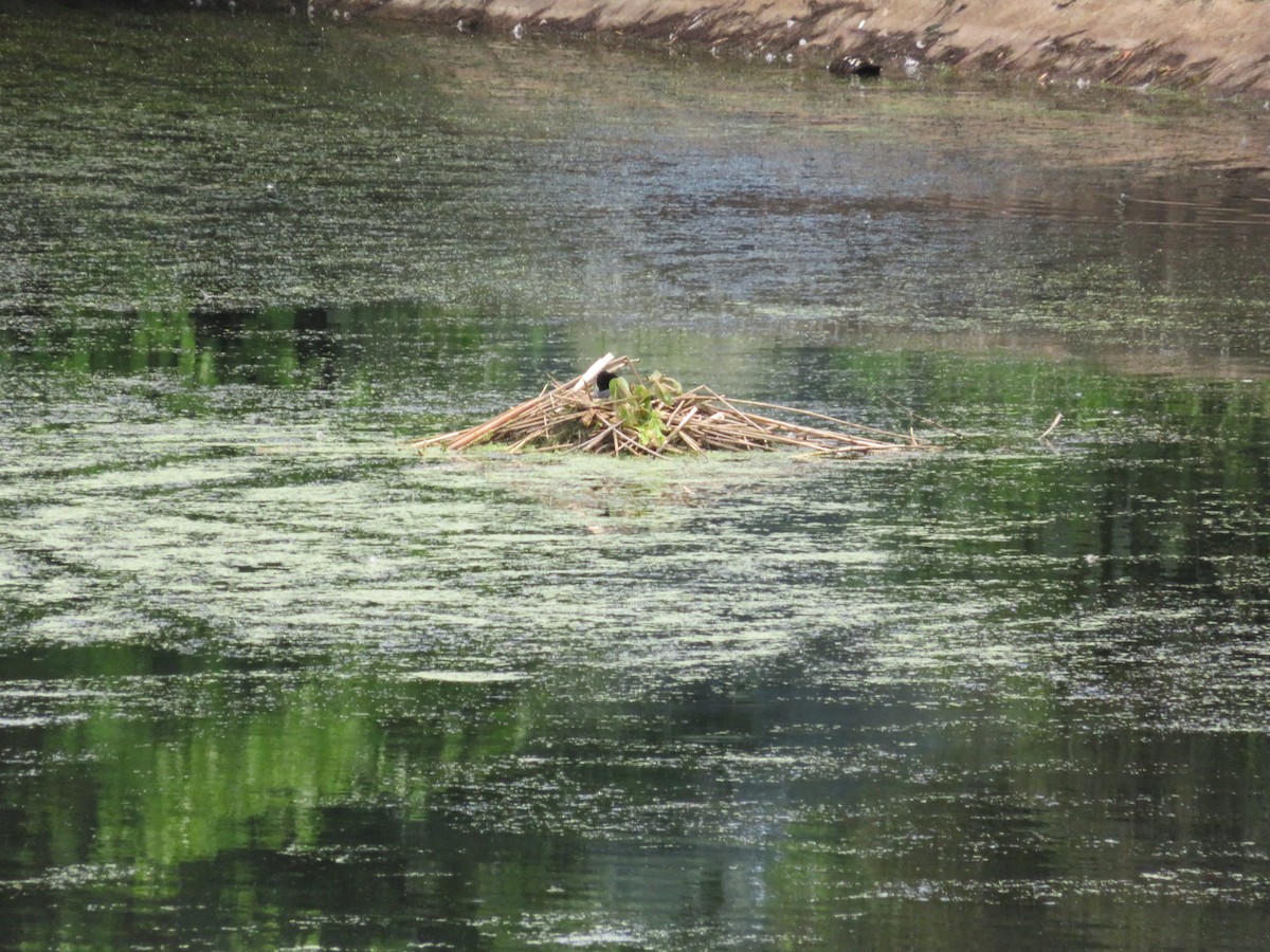 Red-knobbed Coot - ML646112882
