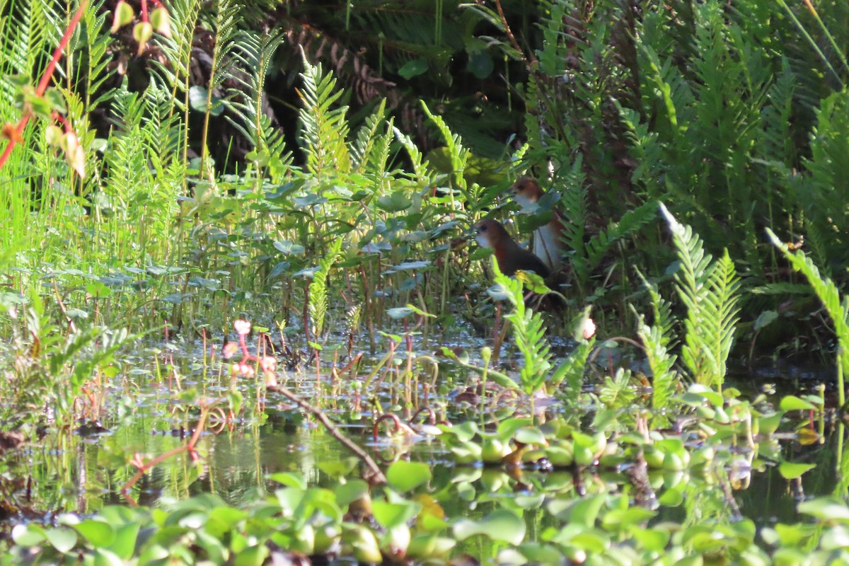 Rufous-sided Crake - ML646112889