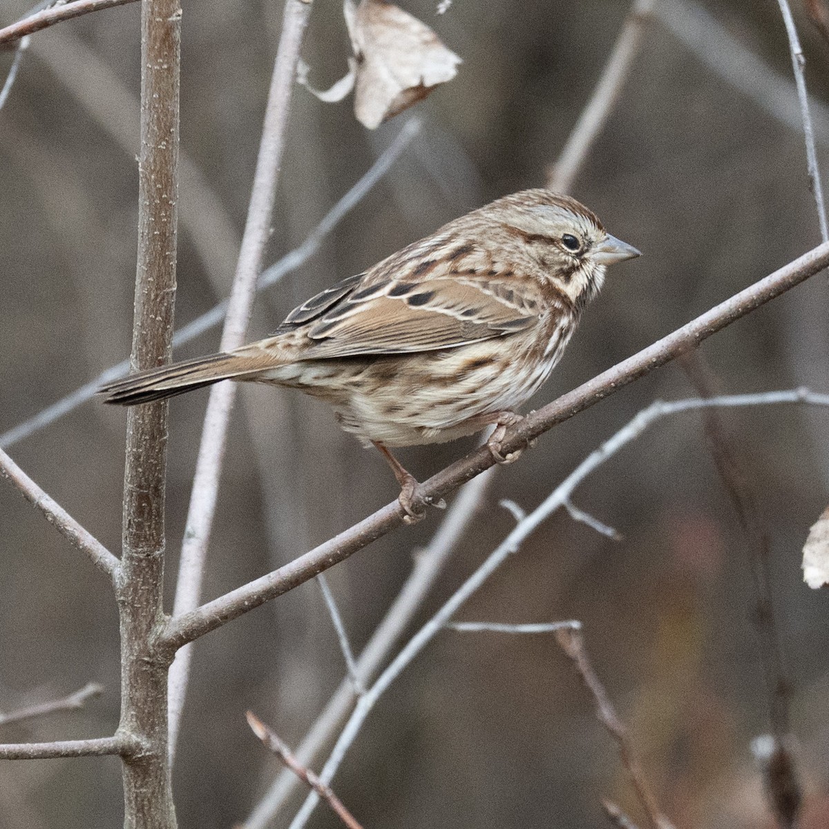 Song Sparrow - ML646112902
