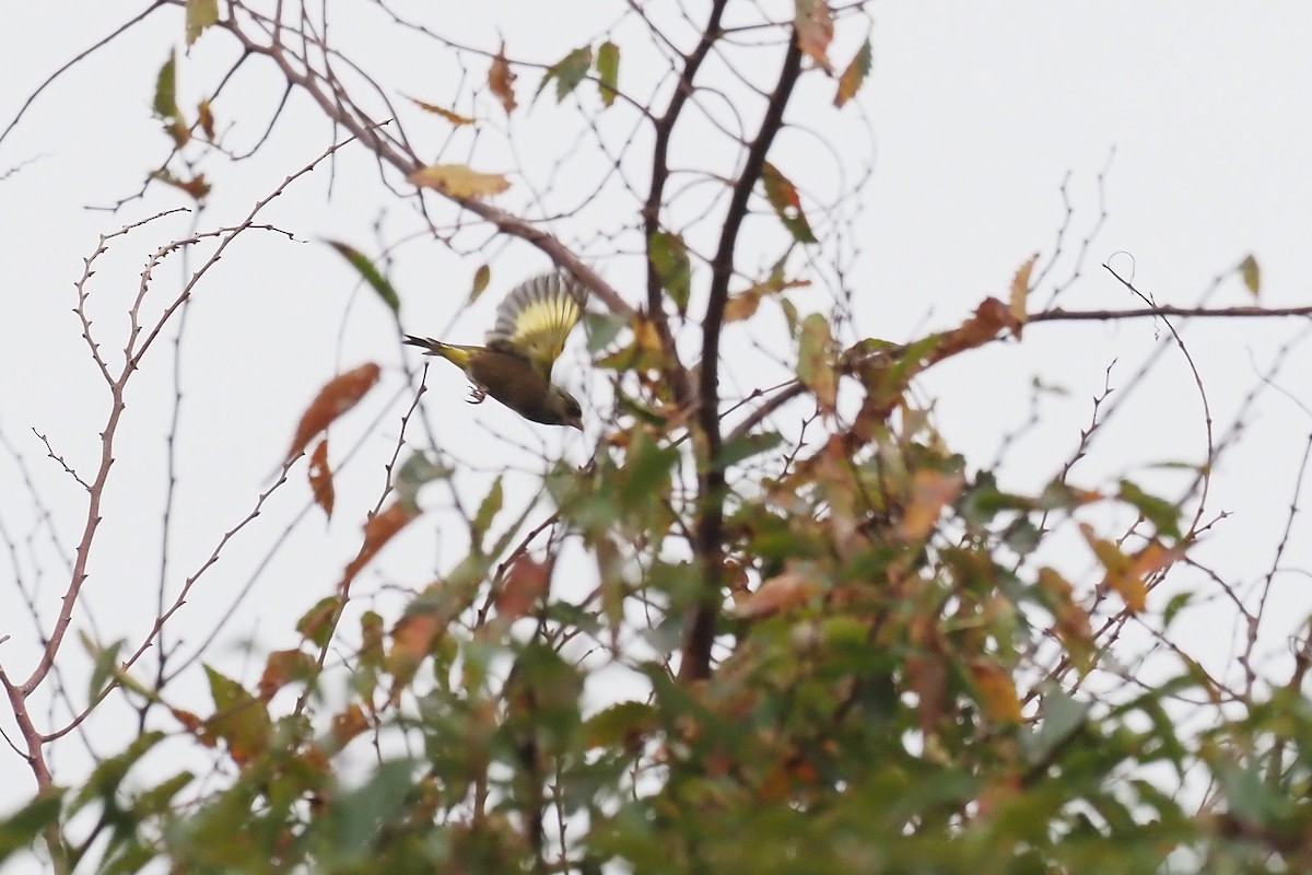Oriental Greenfinch - ML646112905