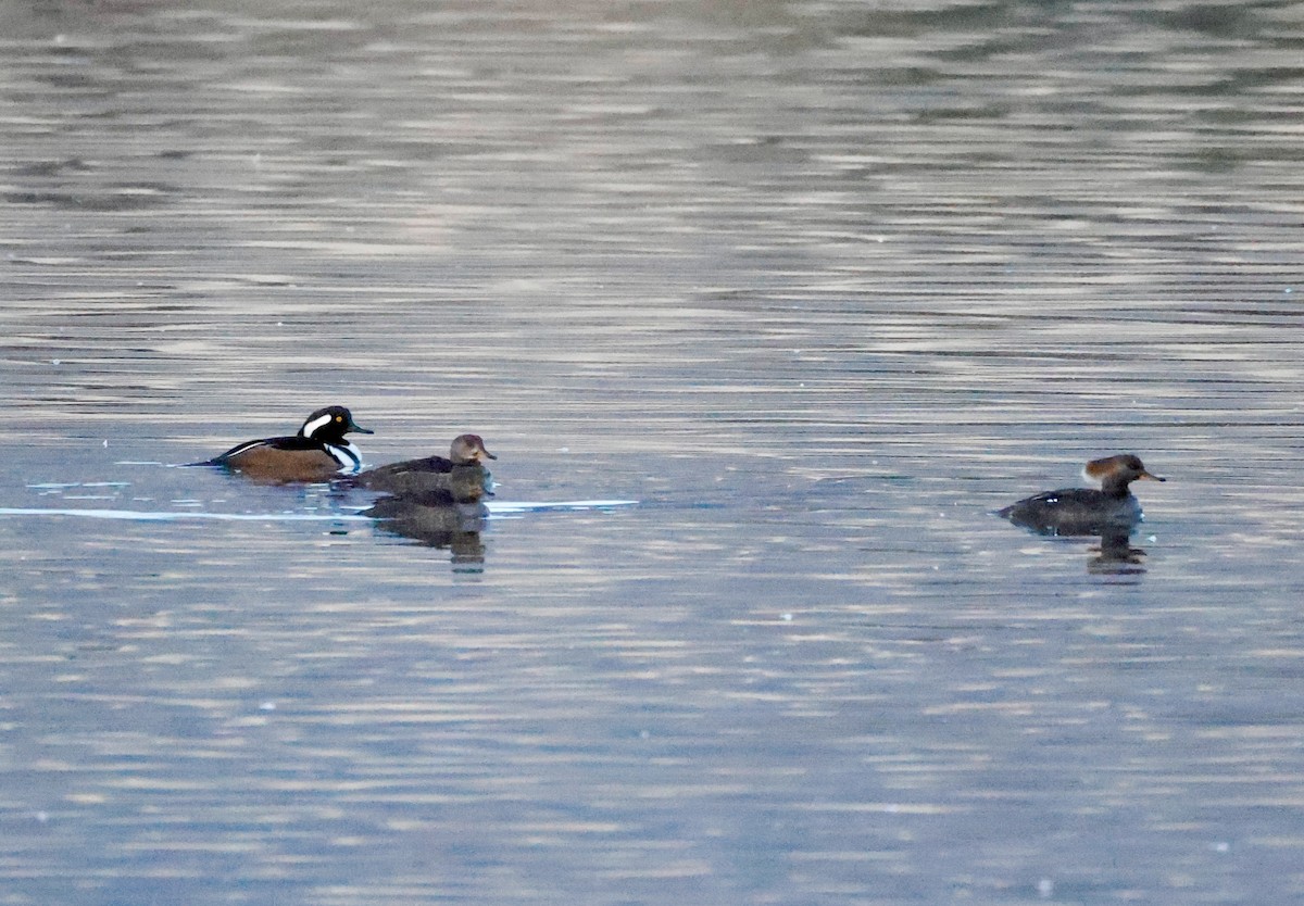 Hooded Merganser - ML646112912