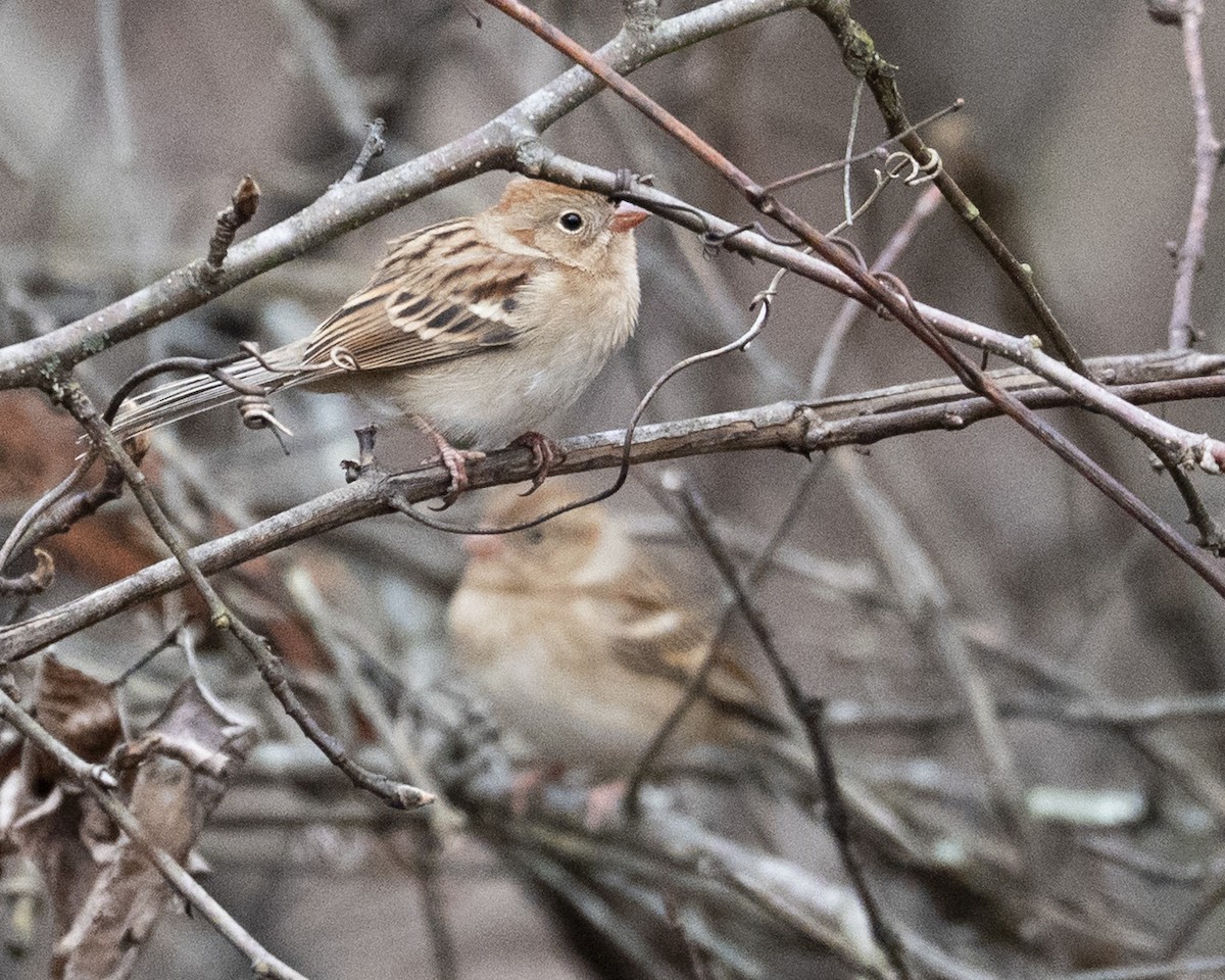 Field Sparrow - ML646112923
