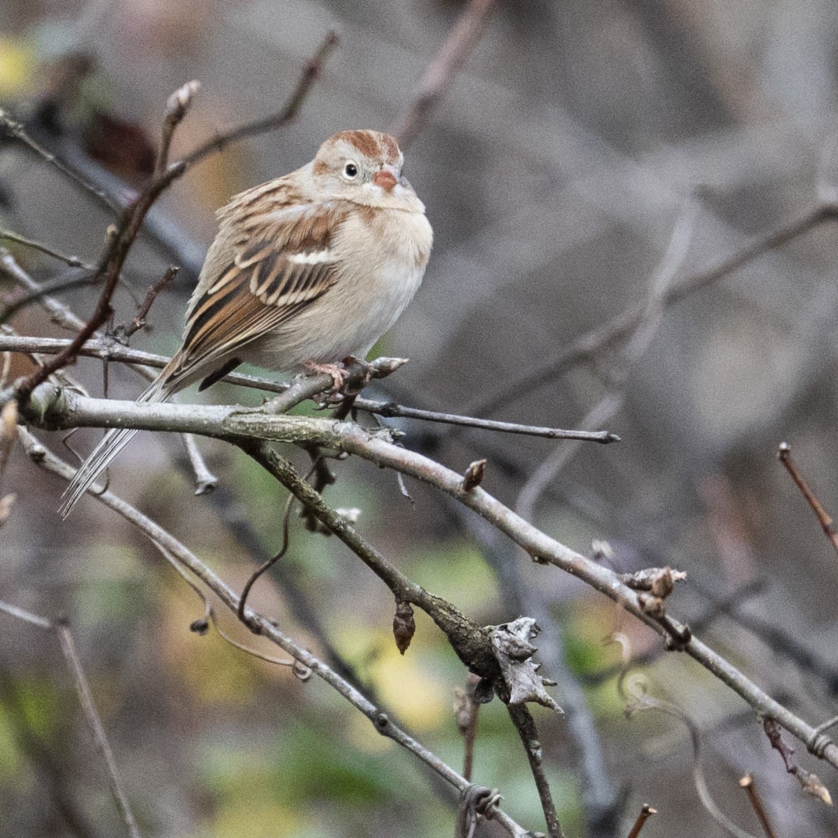 Field Sparrow - ML646112925
