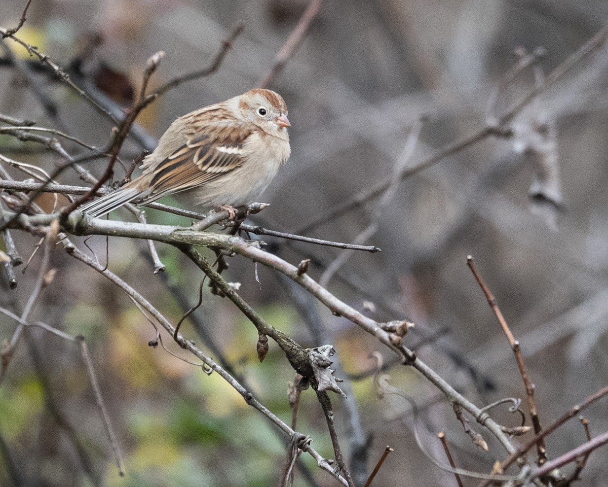 Field Sparrow - ML646112926