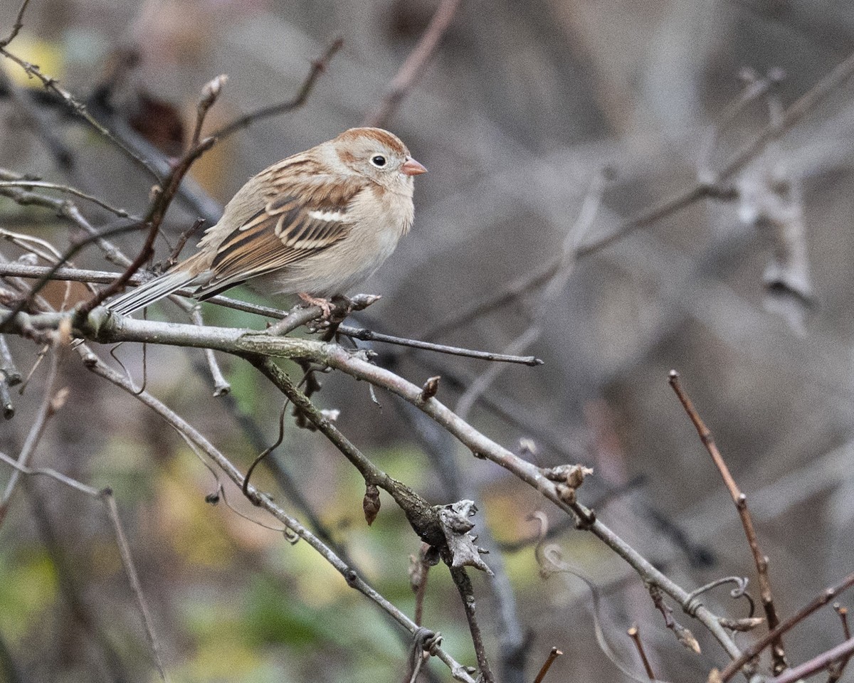 Field Sparrow - ML646112927