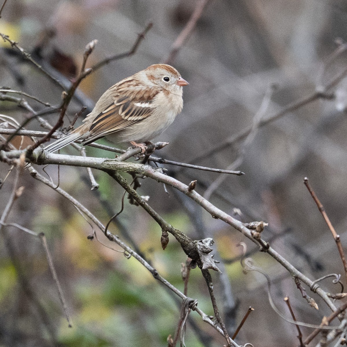 Field Sparrow - ML646112928