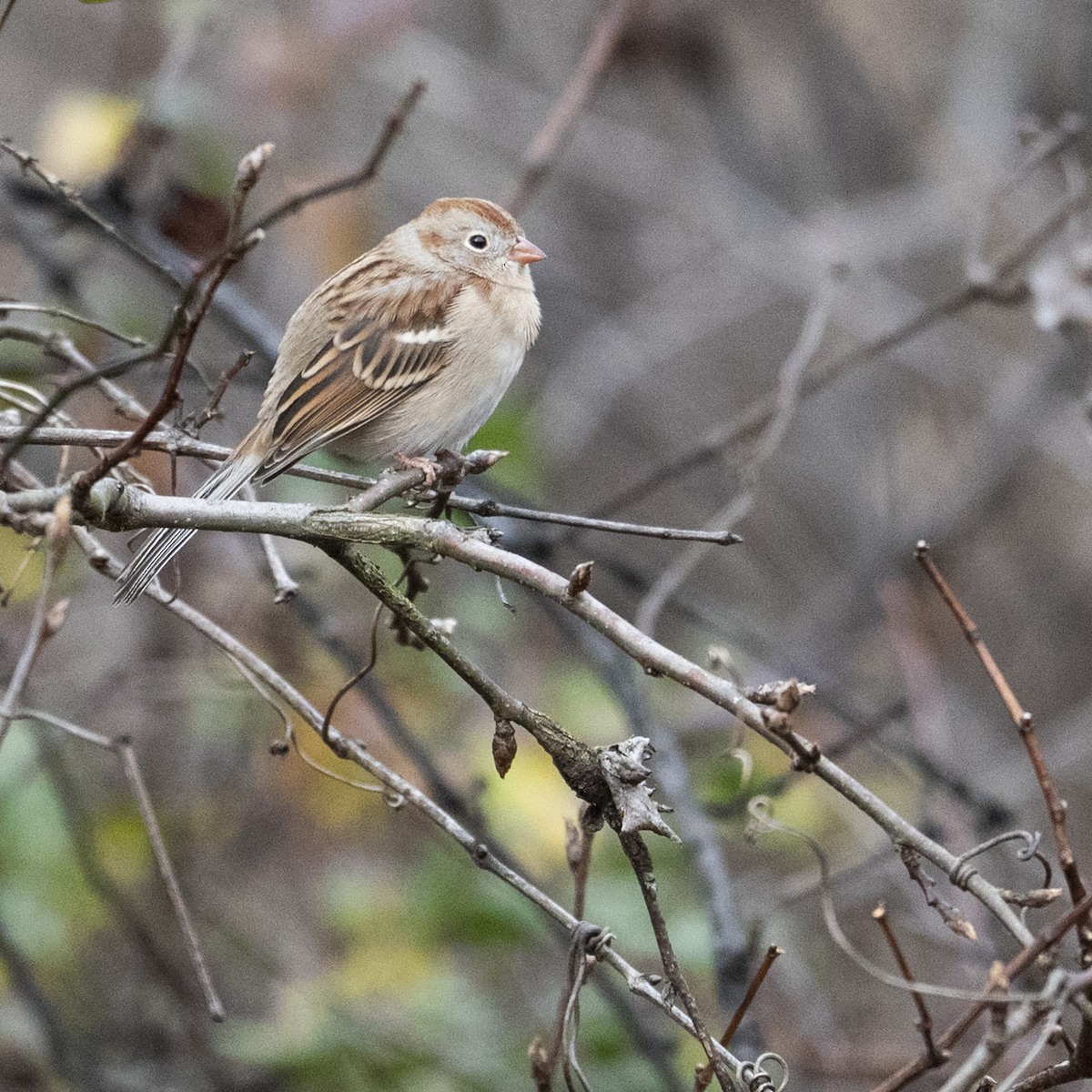 Field Sparrow - ML646112929