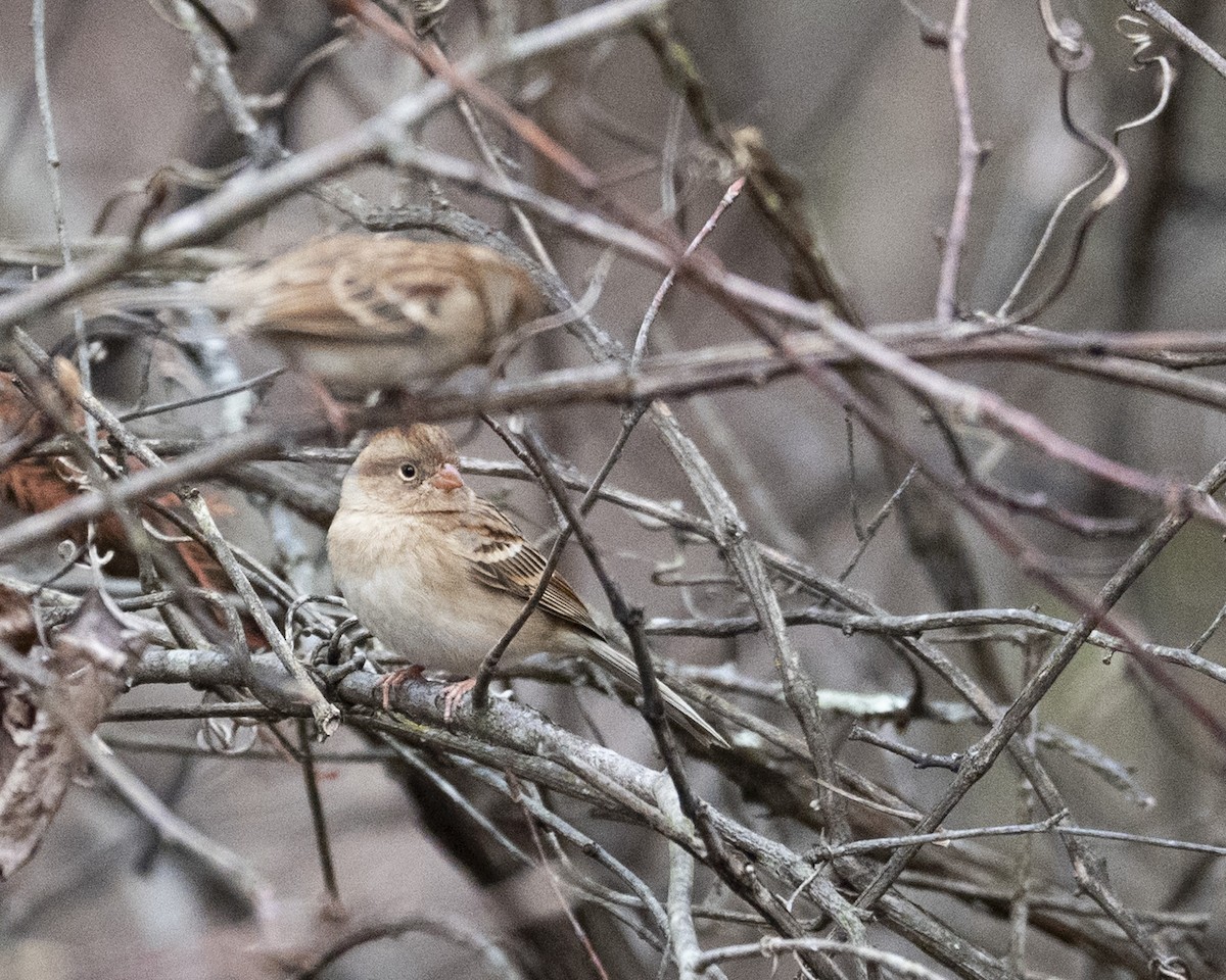 Field Sparrow - ML646112931