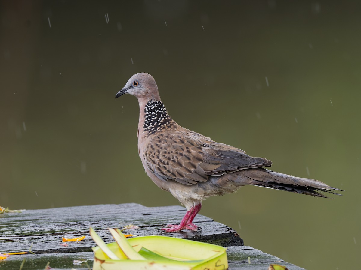 Spotted Dove - ML646112932