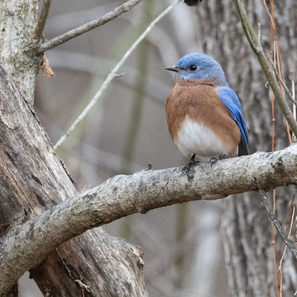 Eastern Bluebird - ML646112934