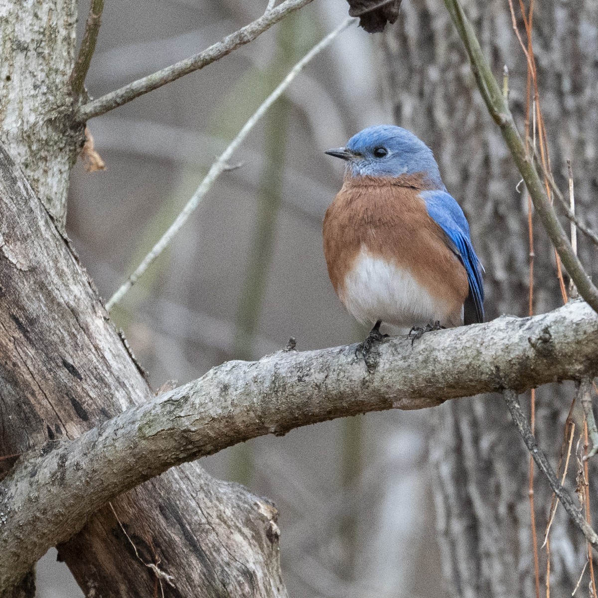 Eastern Bluebird - ML646112935