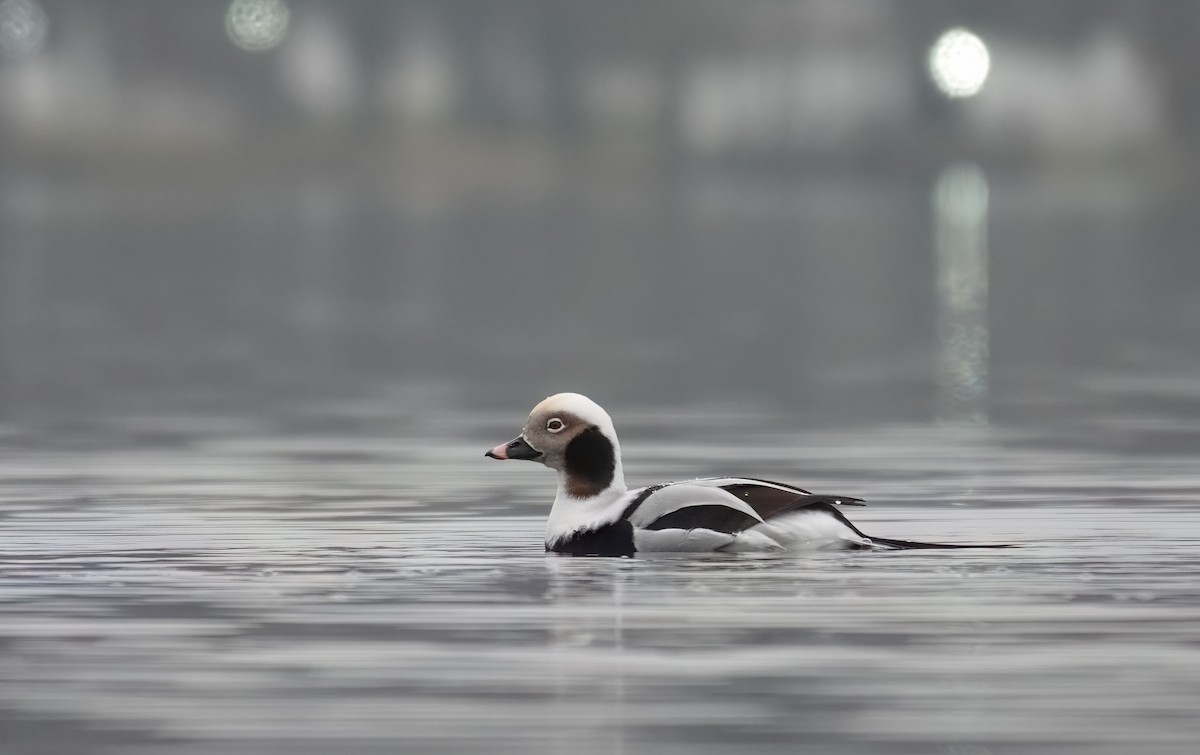 Long-tailed Duck - ML646112936