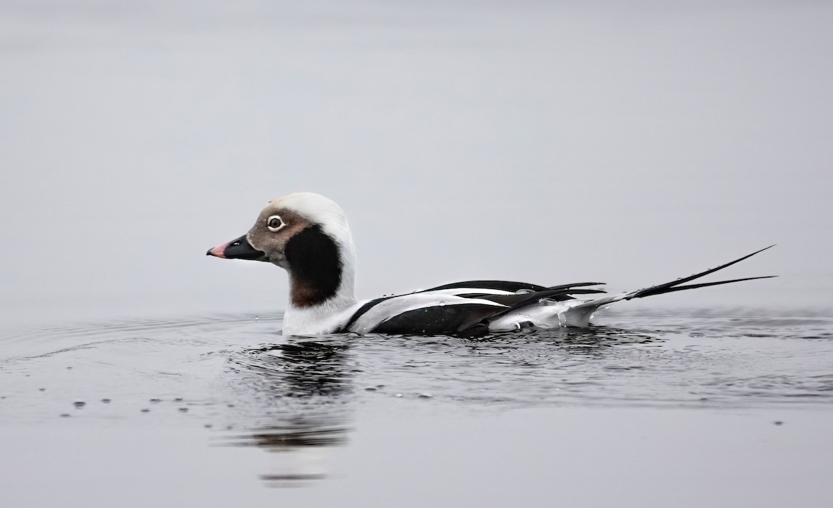 Long-tailed Duck - ML646112937
