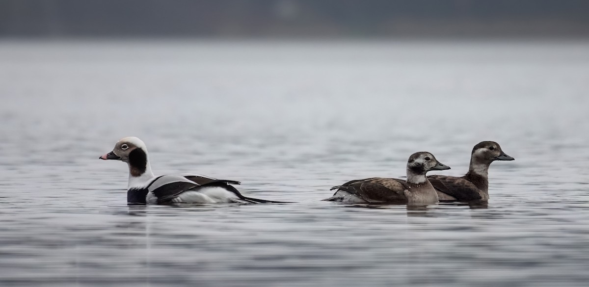 Long-tailed Duck - ML646112938