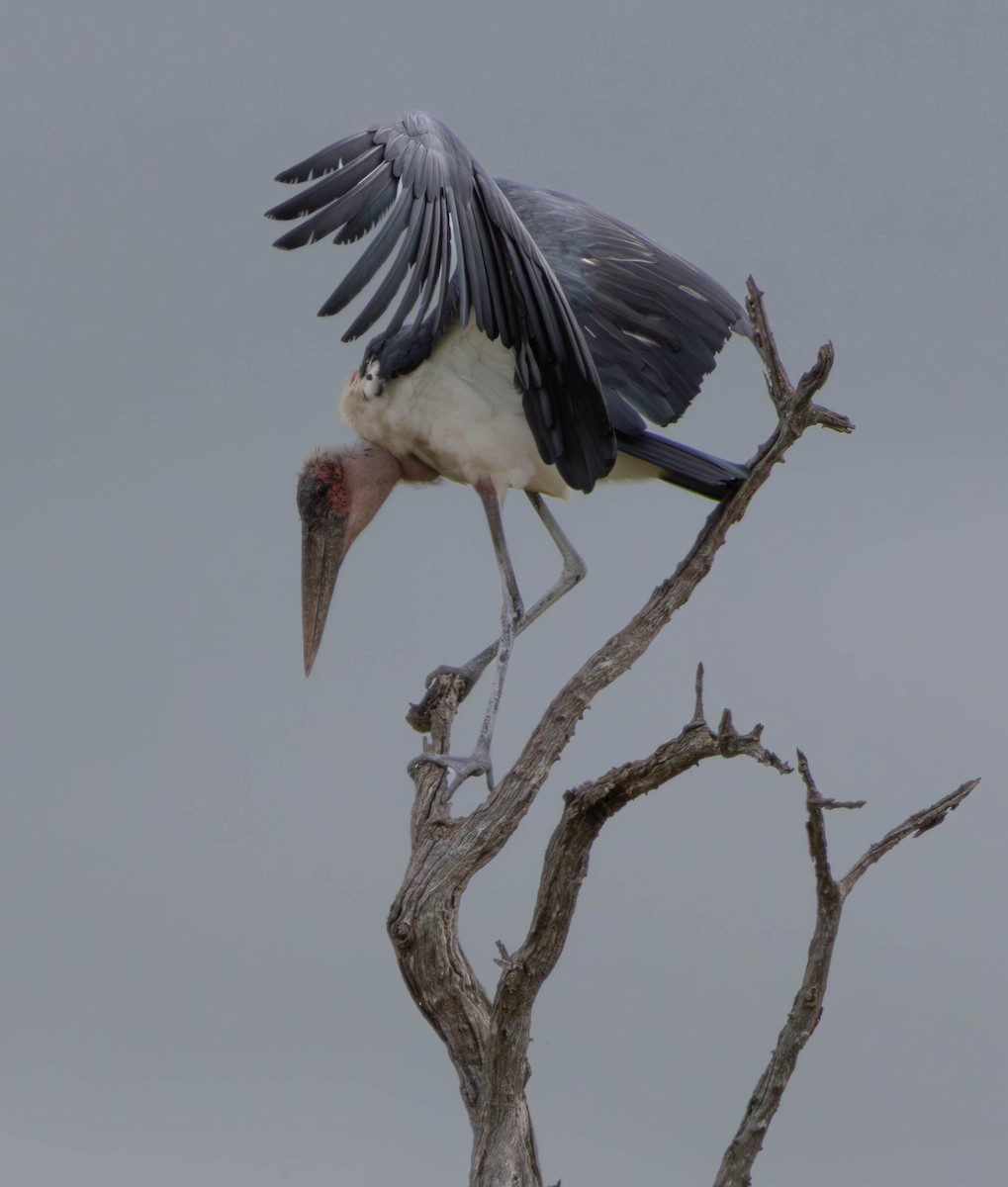Marabou Stork - ML646112943
