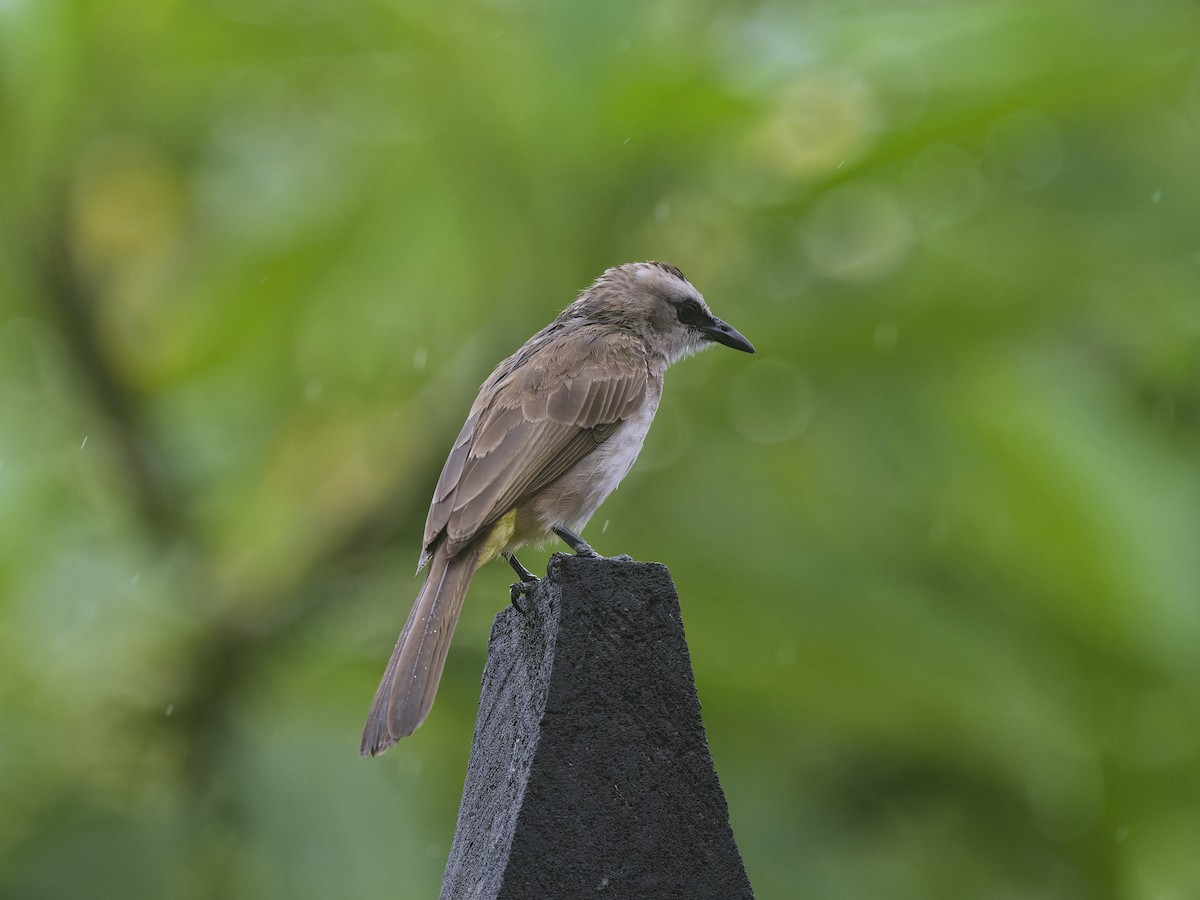 Yellow-vented Bulbul - ML646112944