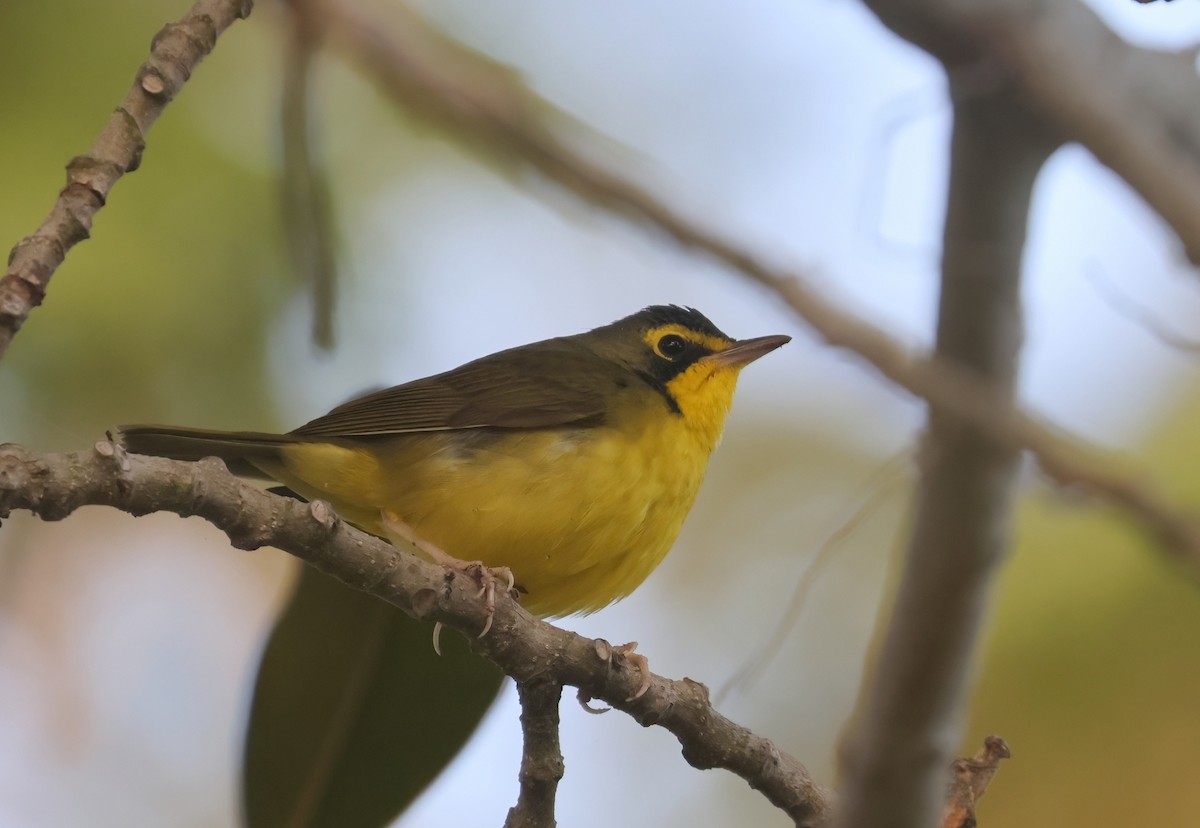 Kentucky Warbler - ML646112967