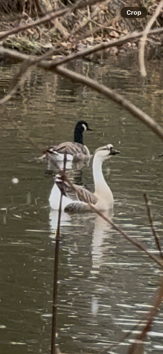 Swan Goose - ML646112970