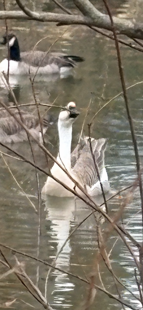 Swan Goose - ML646112971
