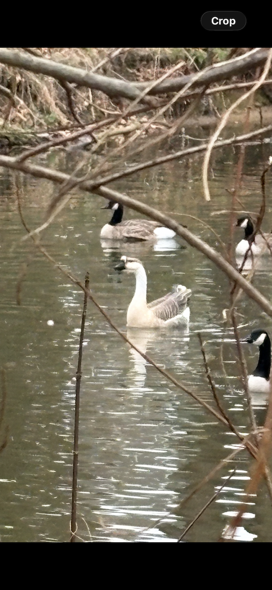 Swan Goose - ML646112972