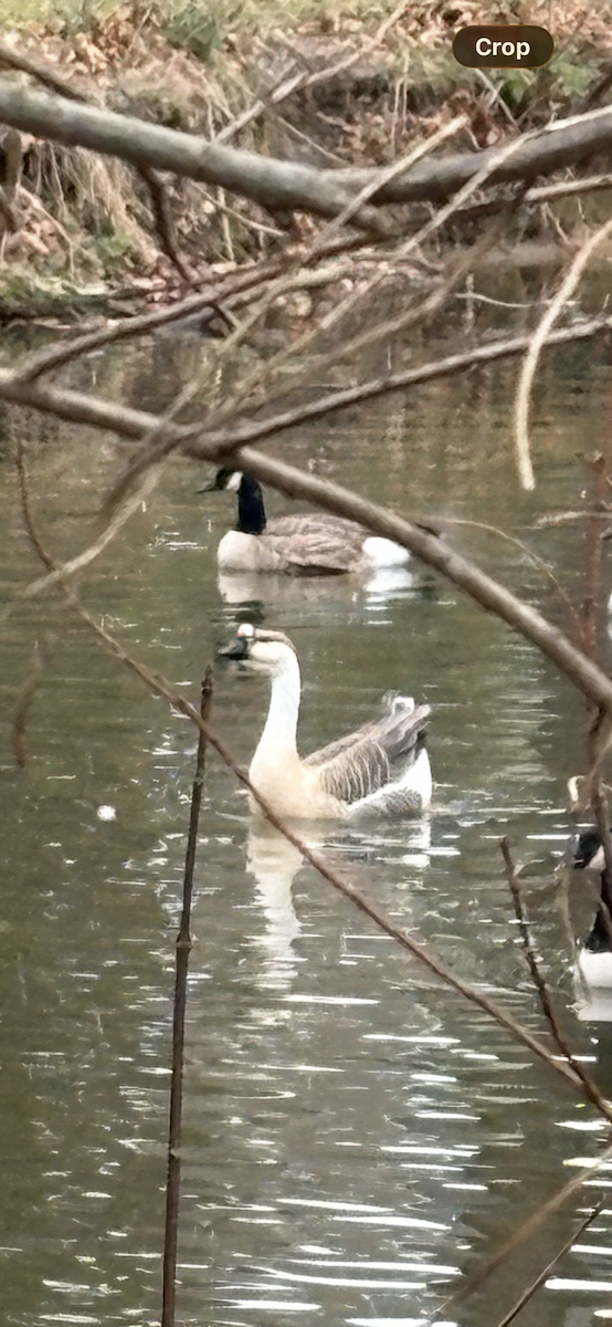 Swan Goose - ML646112973